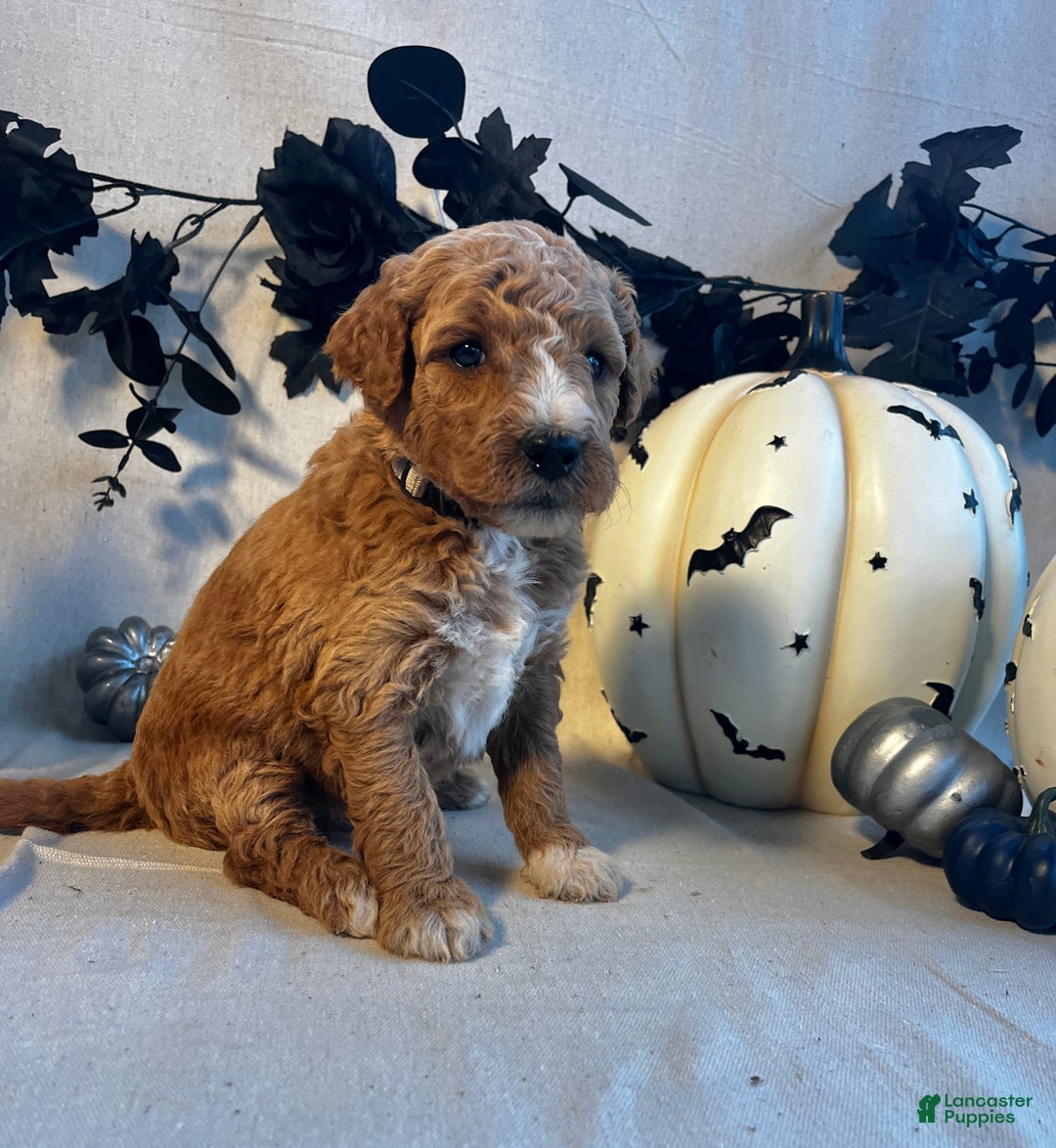 Goldendoodle dogs for sale: Silver Collar-Knight - Ad 1