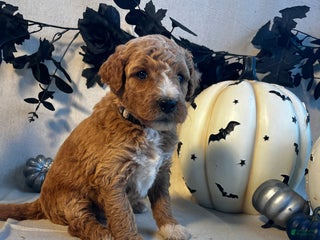 Goldendoodle dogs Silver Collar-Knight - Ad 12