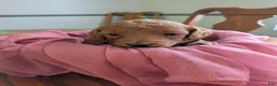 Miniature Labradoodle dogs for sale: Belle - Ad 1