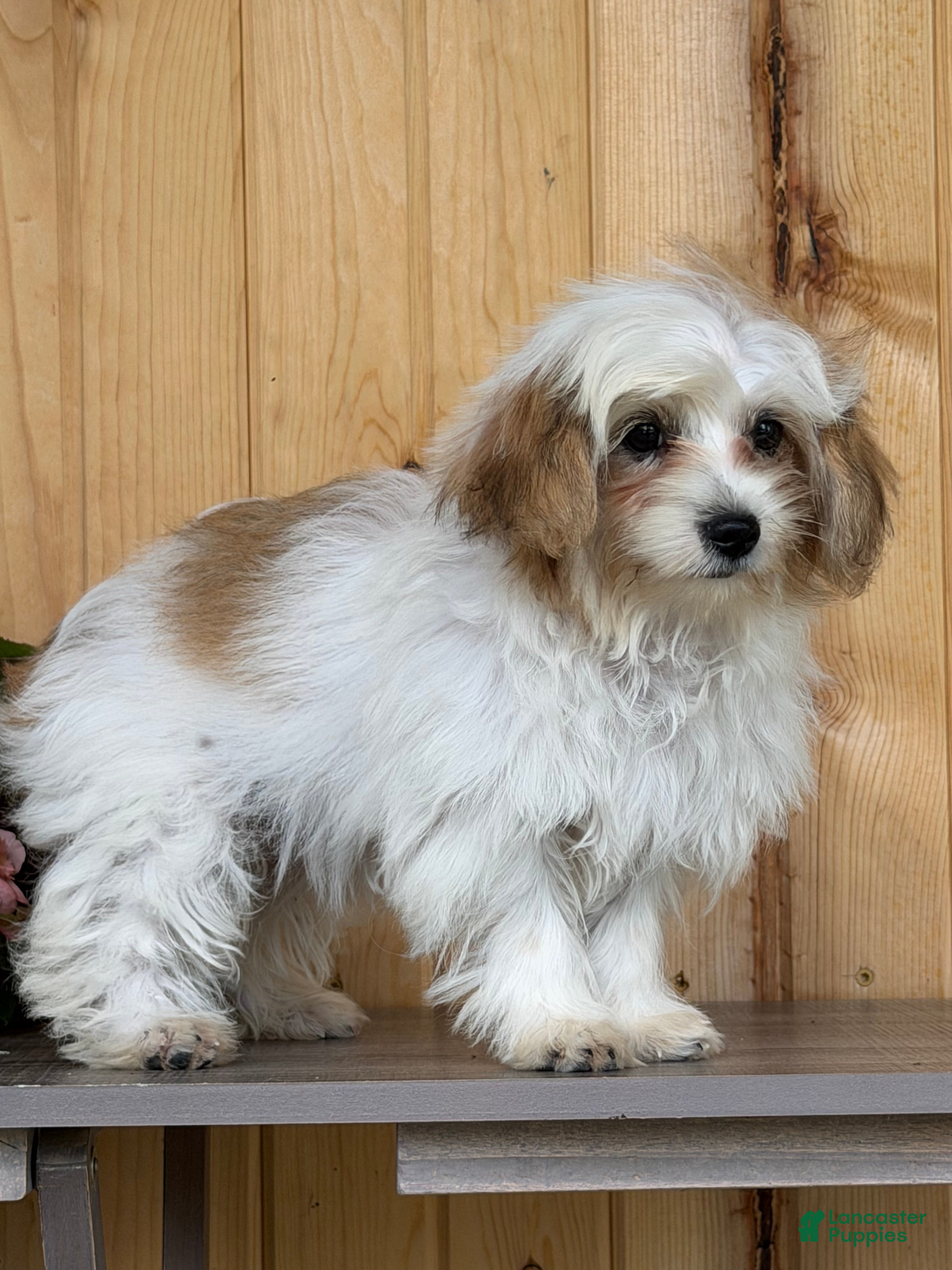 Morkie dogs Wiggles - Ad 2