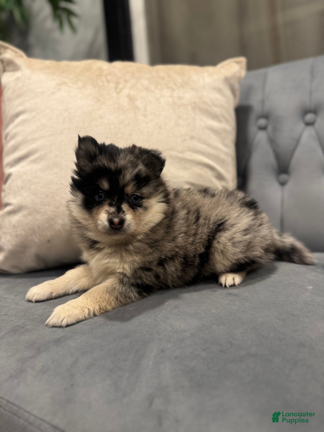 Pomsky dogs for sale: Cleo - Ad 1