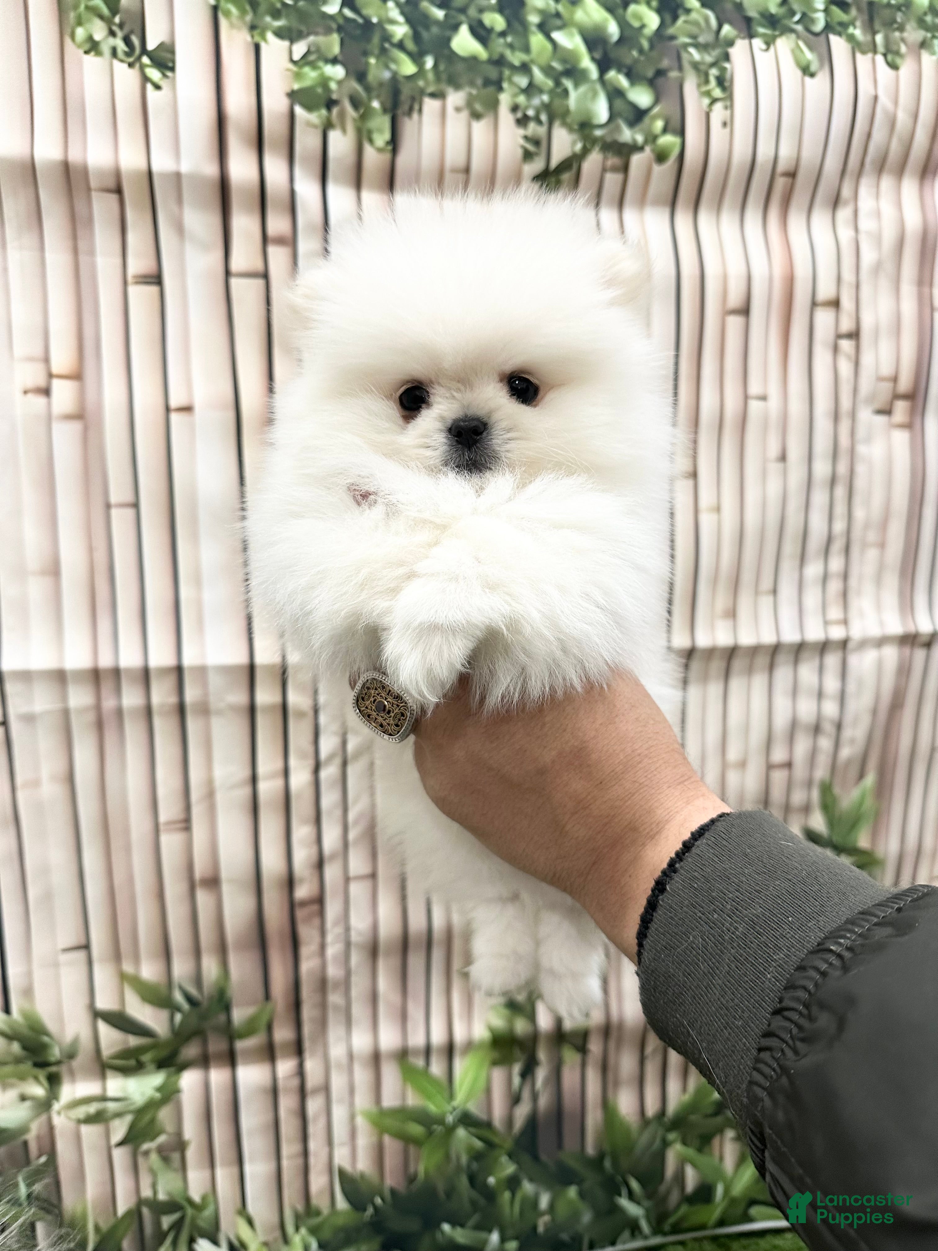 Pomeranian dogs Pomeranian Puppy 1 - Ad 2