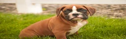 Boxer dogs for sale: Luna - Ad 6