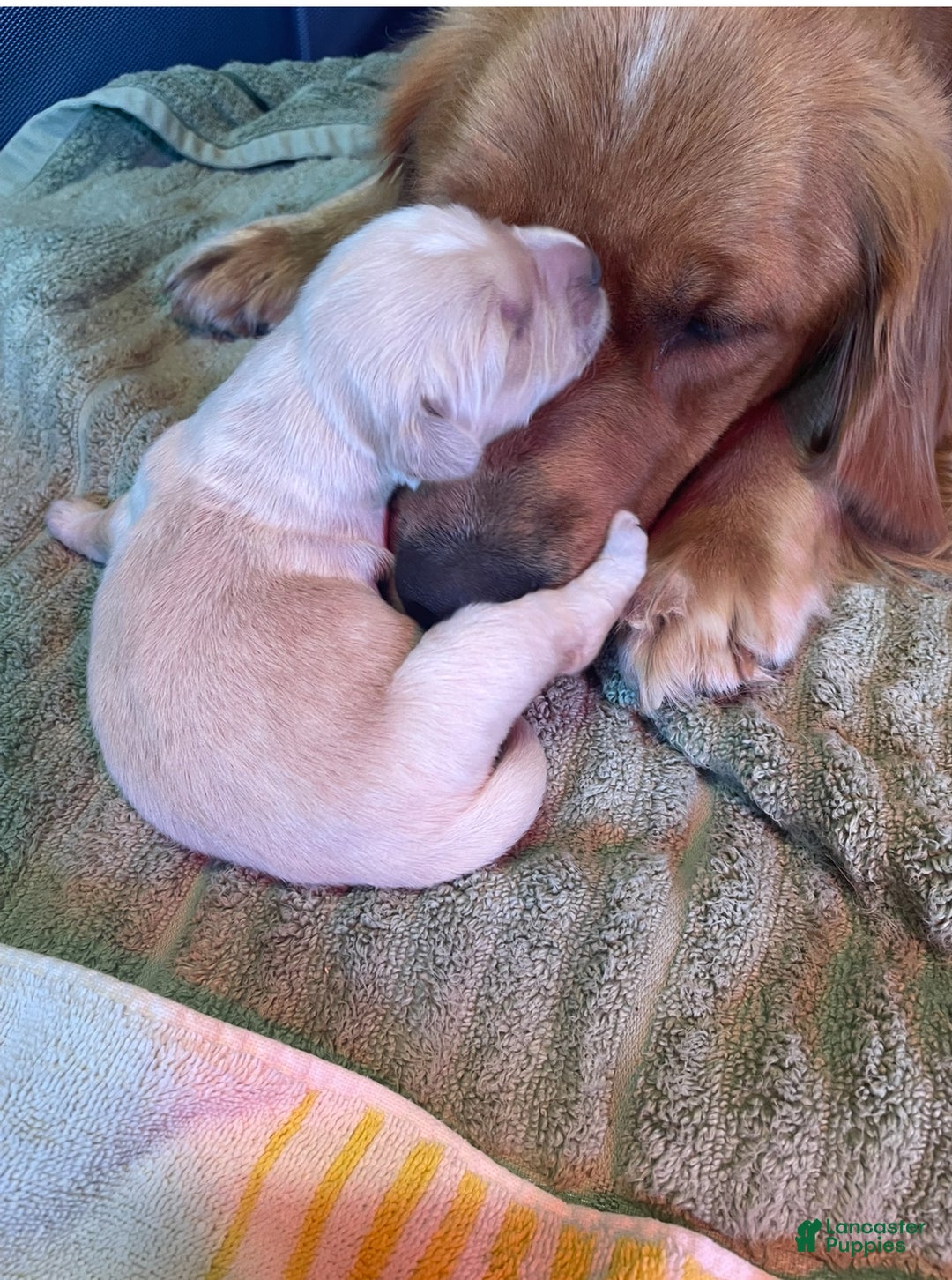 Golden Retriever dogs for sale: Female pup 1 - Ad 1