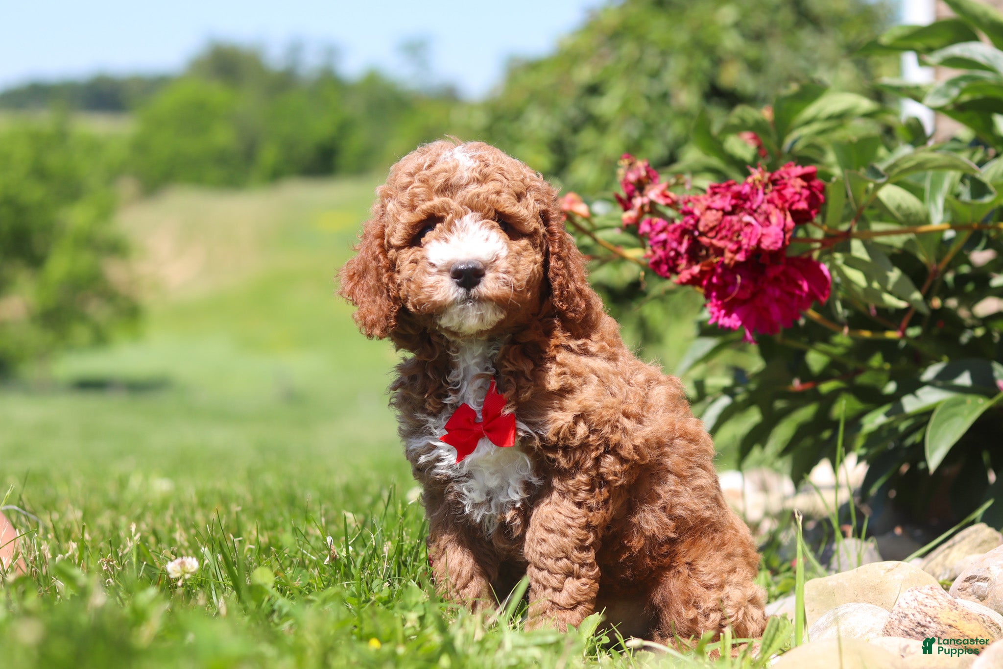 Mini Goldendoodle dogs Cade - Ad 2