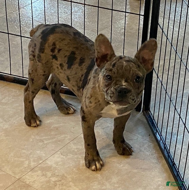 Frenchton dogs Gypsy - Ad 23