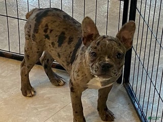 Frenchton dogs Gypsy - Ad 24
