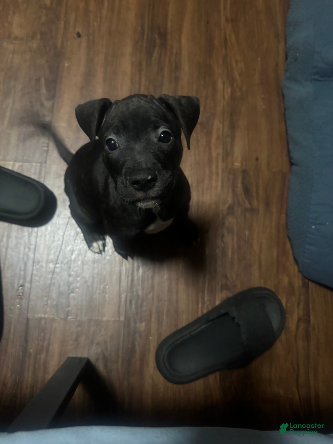 Mixed Breed dogs for sale: Mixed Breed Puppy 1 - Ad 7