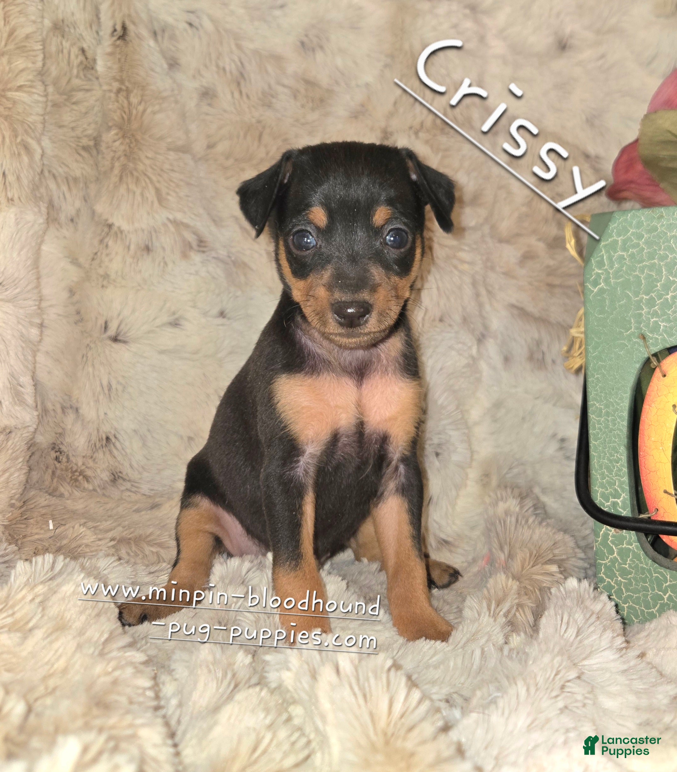 Miniature Pinscher (Miniature Pinscher, Female) in Norwood, MO