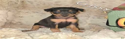 Miniature Pinscher dogs for sale: Crissy black tan - Ad 1