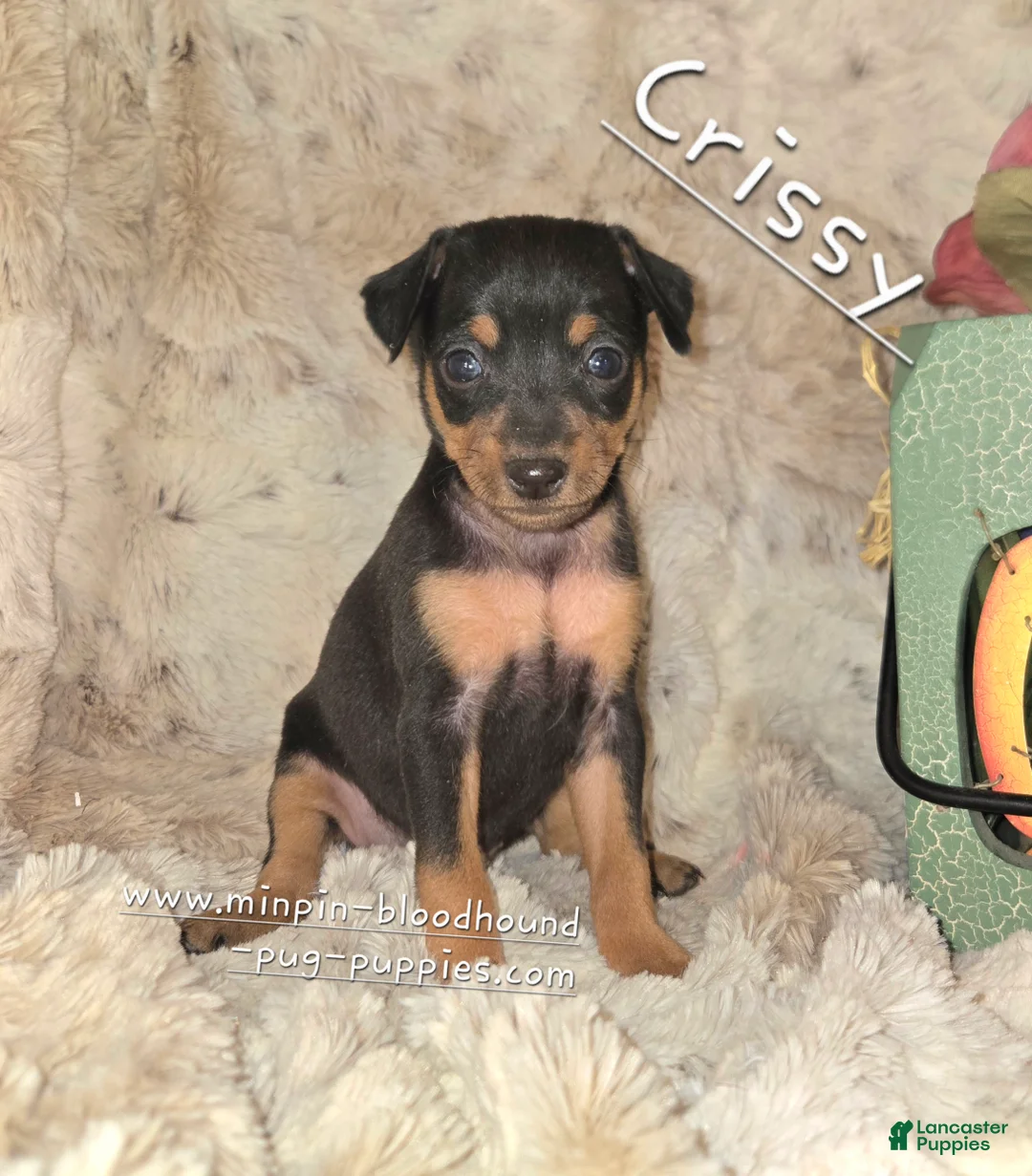 Miniature Pinscher dogs for sale: Crissy black tan - Ad 1
