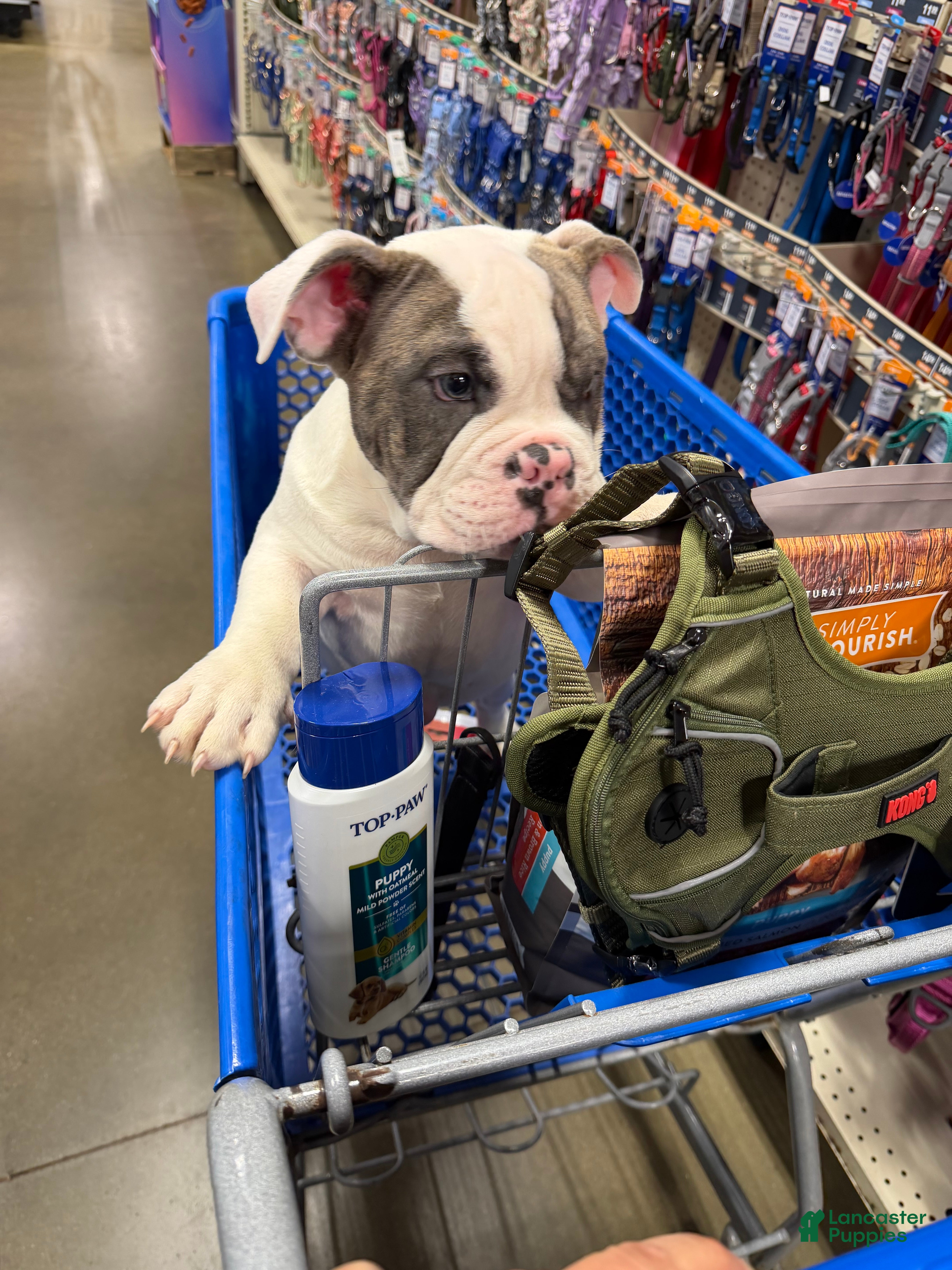 American Bully dogs for sale: American Bully Puppy 2 - Ad 2