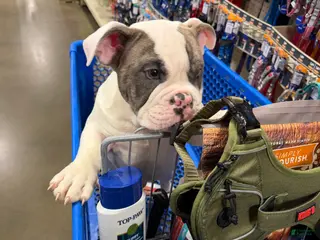 American Bully dogs for sale: American Bully Puppy 2 - Ad 2