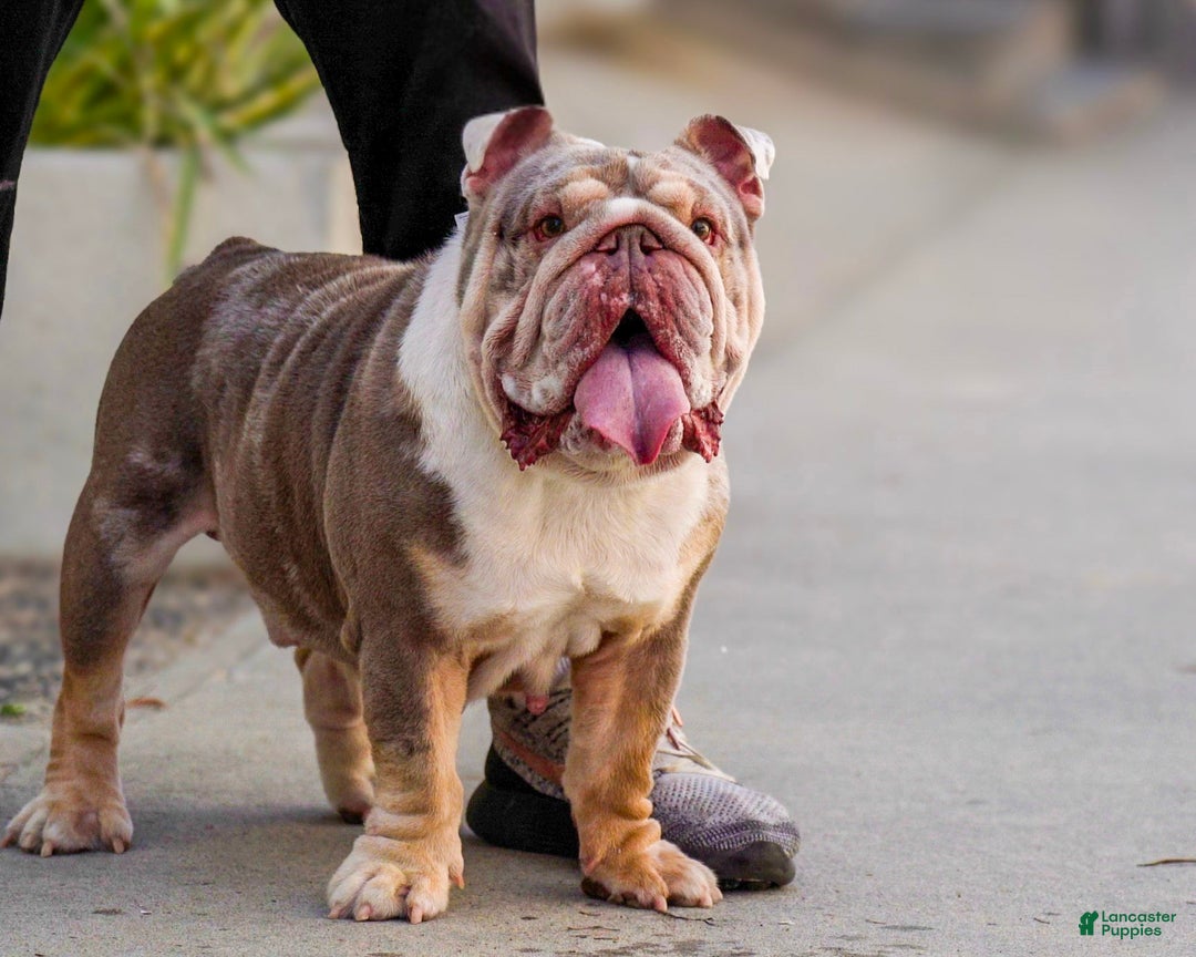English Bulldog dogs for sale: Knox - Ad 1