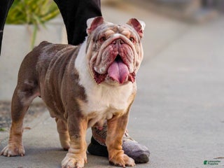 English Bulldog dogs Knox - Ad 25