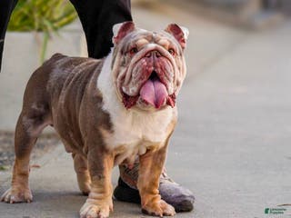 English Bulldog dogs Knox - Ad 40