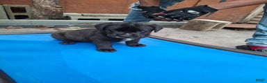 Cane Corso Puppy 3