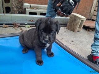 Cane Corso dogs Cane Corso Puppy 3 - Ad 3