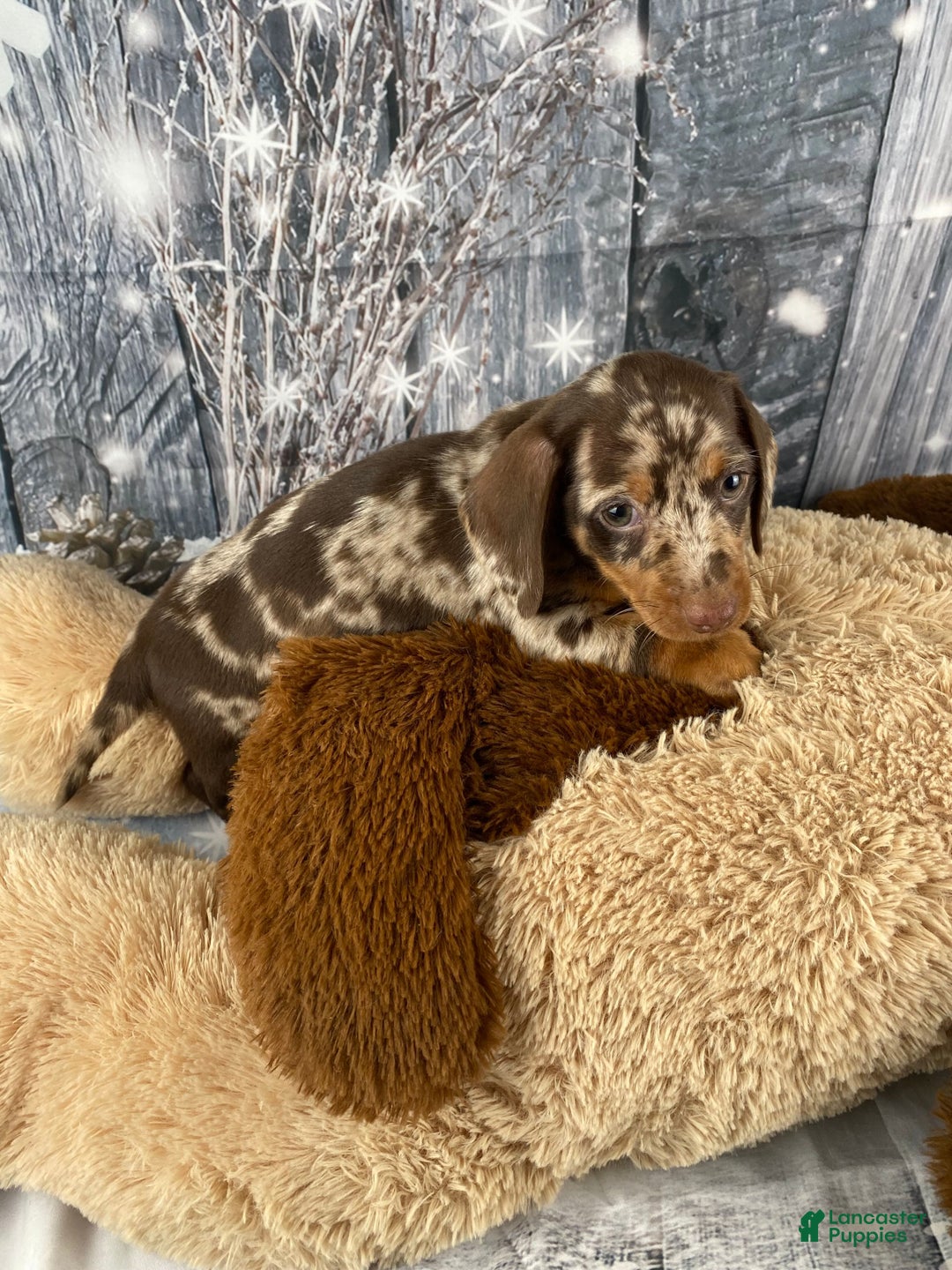 Miniature Dachshund dogs for sale: Luna - Ad 4