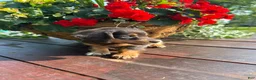 Miniature Dachshund dogs for sale: Duncan - Ad 4
