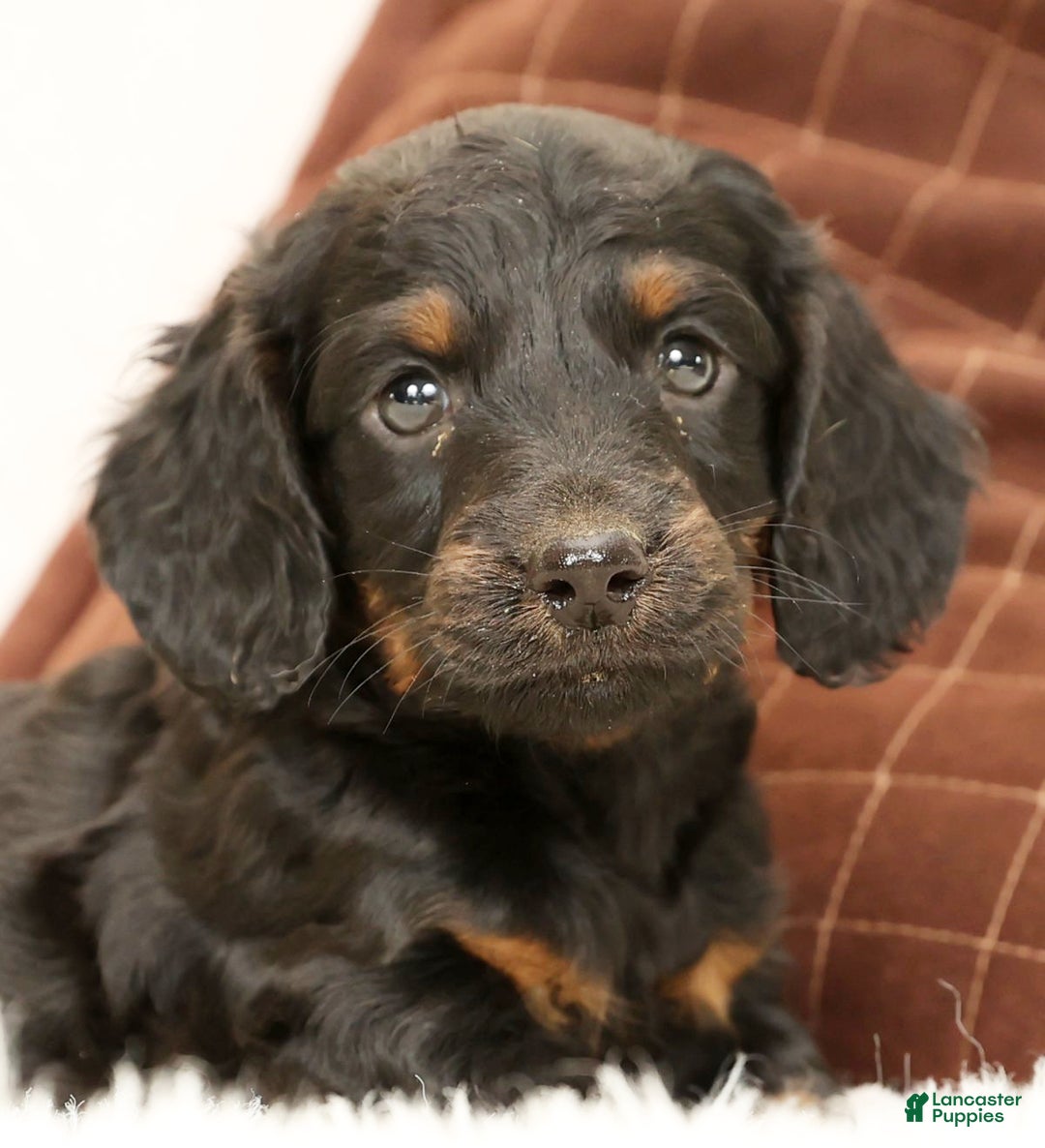 Miniature Dachshund dogs for sale: Bear - Ad 9