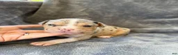 American Bully dogs for sale: Olivia  - Ad 6