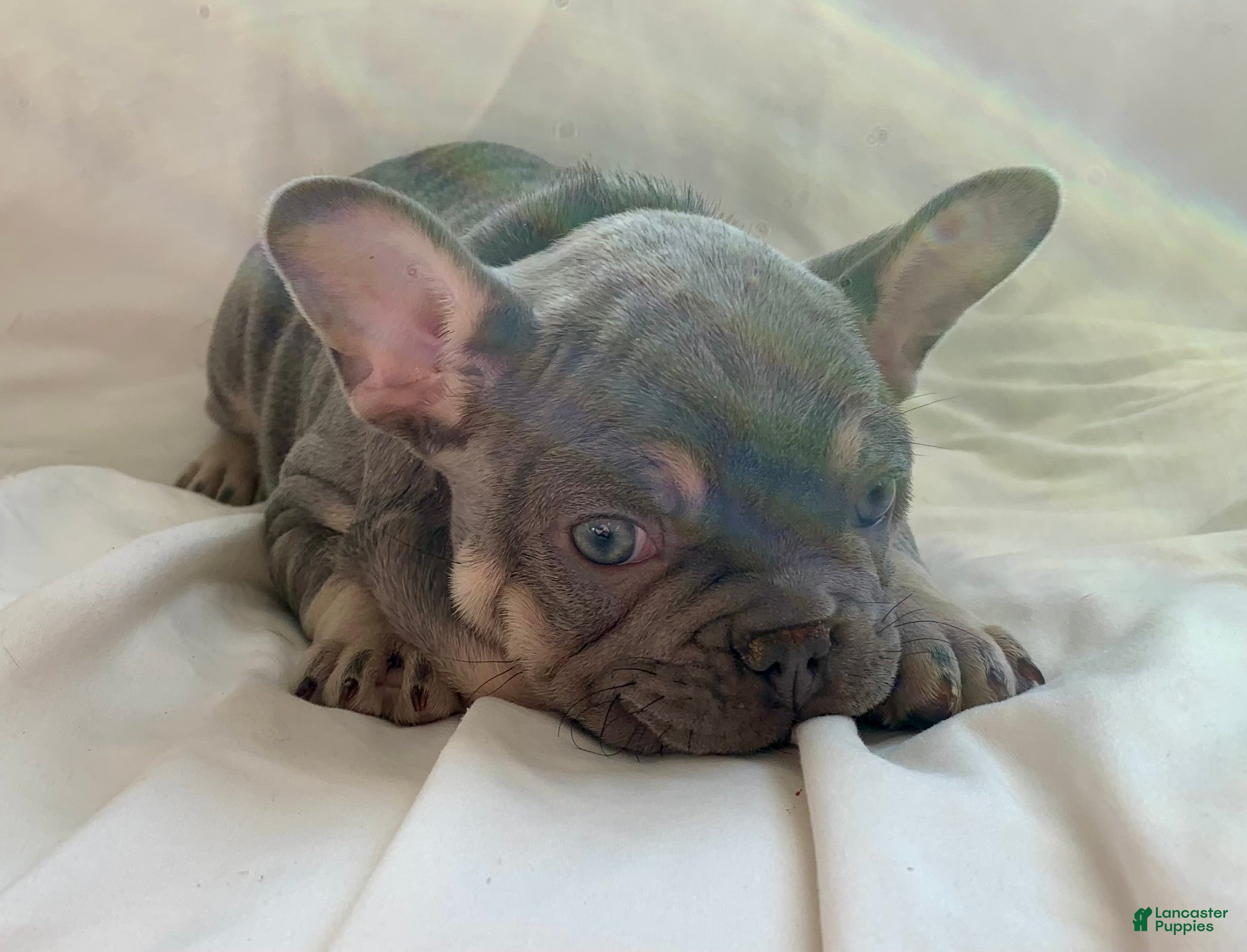 French Bulldog dogs Stella - Ad 29