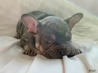 French Bulldog dogs Stella - Ad 29