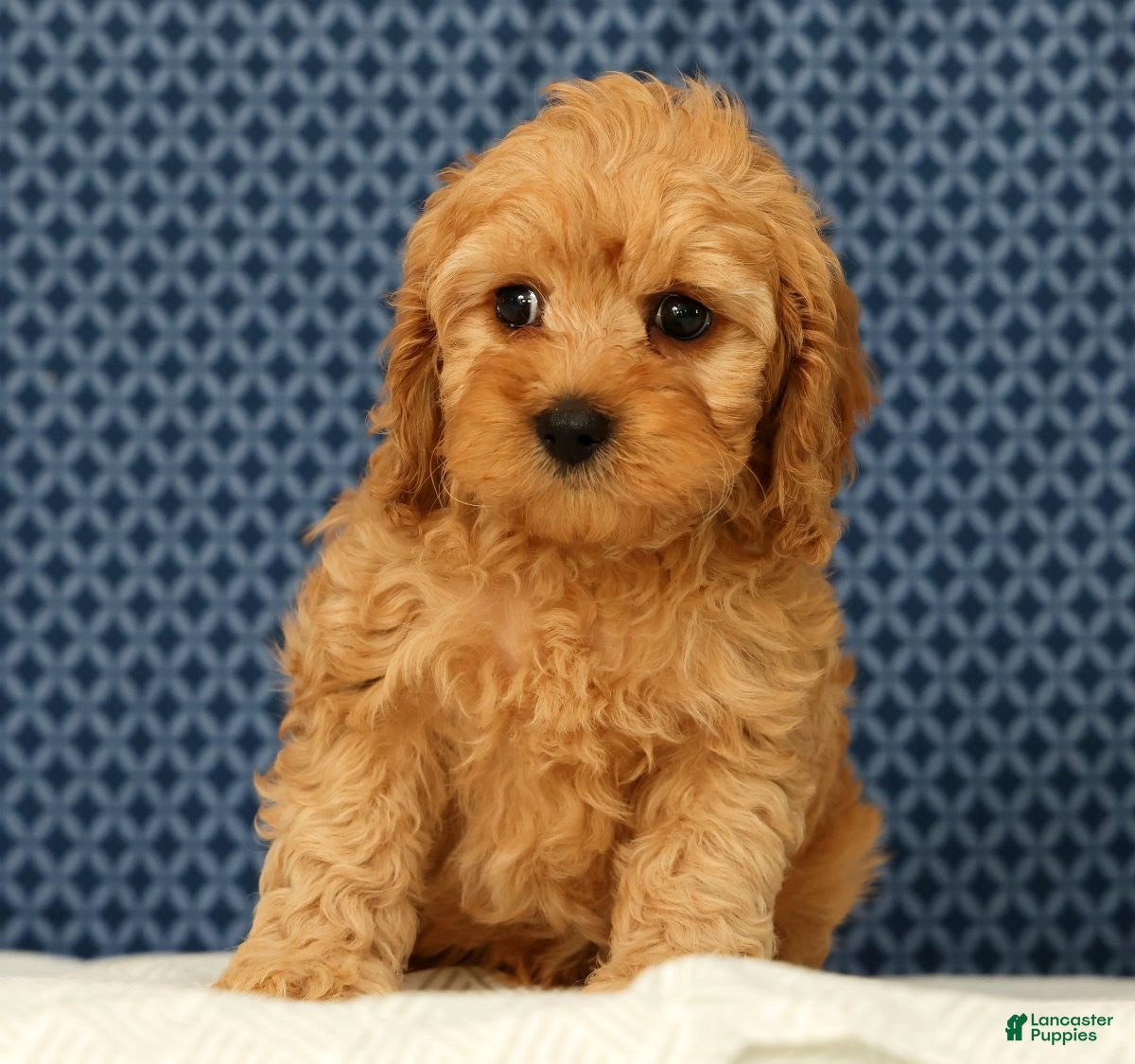 Cockapoo dogs Max - Ad 2
