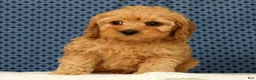 Cockapoo dogs for sale: Max - Ad 2