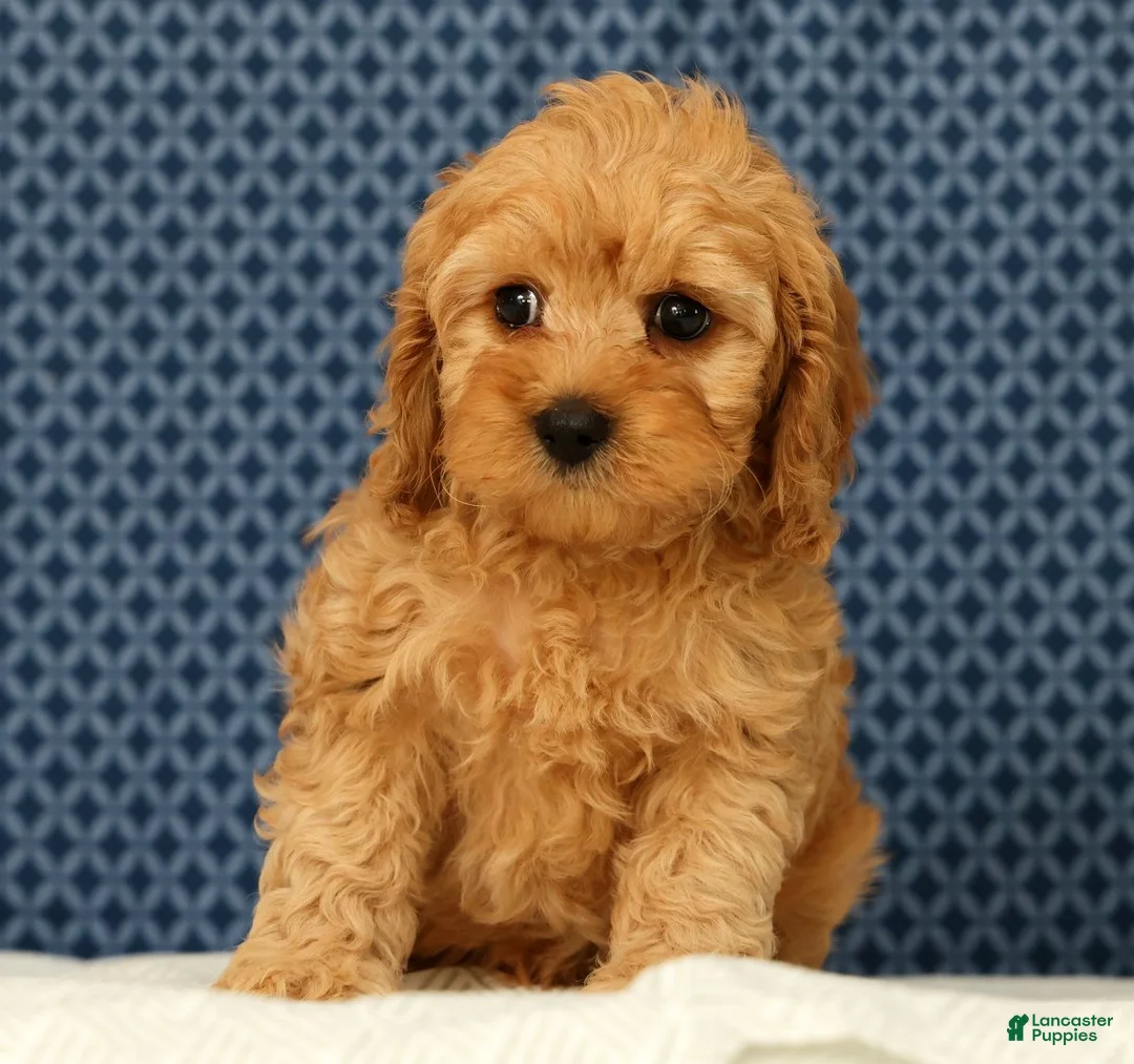Cockapoo dogs for sale: Max - Ad 2