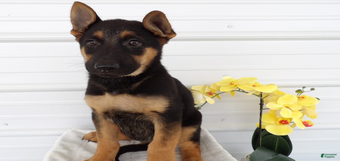 Gallery Image {{count}}