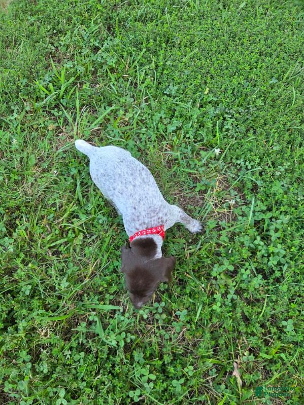 German Shorthaired Pointer dogs Red Collar Girl - Ad 1