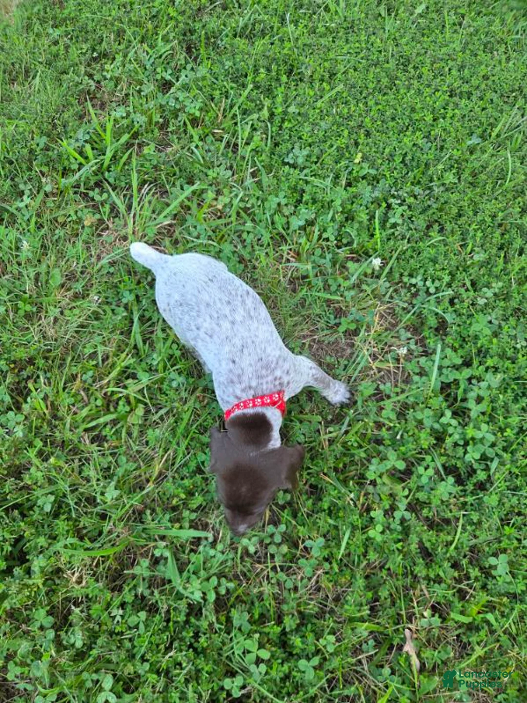 German Shorthaired Pointer dogs for sale: Red Collar Girl - Ad 1