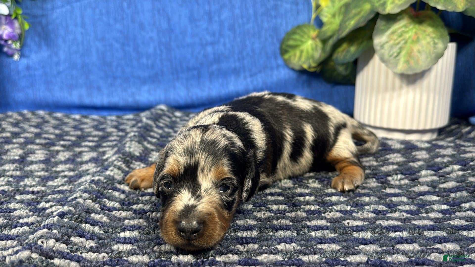 Miniature Dachshund dogs Miniature Dachshund 4 - Ad 30