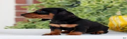 Miniature Dachshund dogs for sale: Brickle  - Ad 3