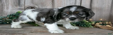 Monty
