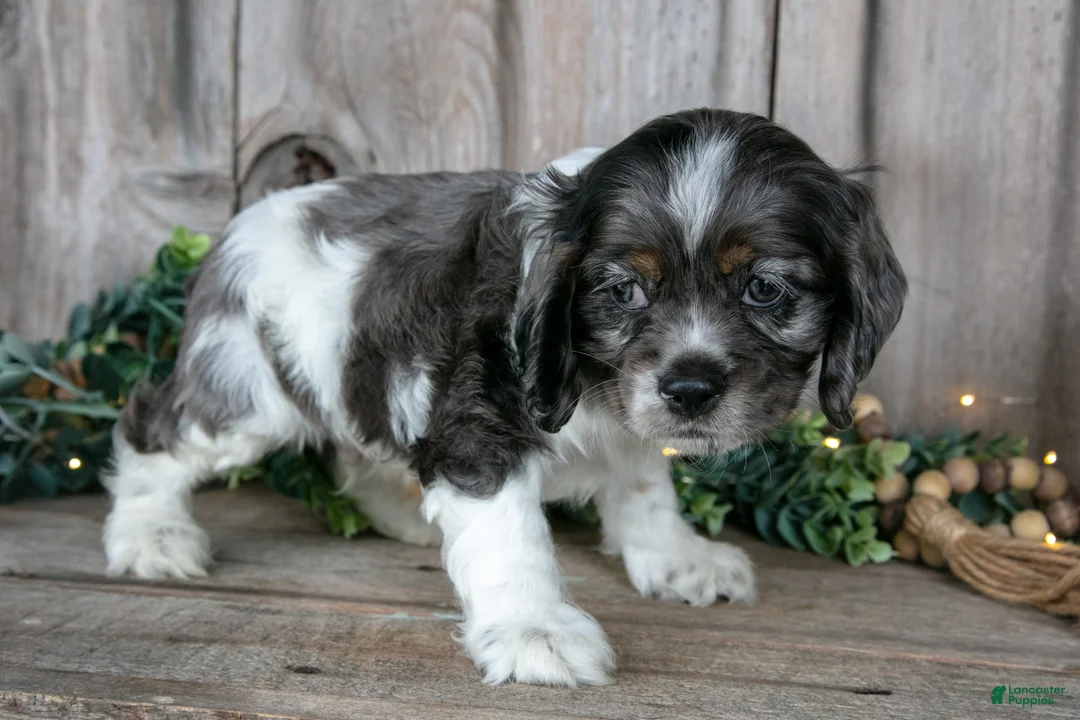 Cocker Spaniel dogs for sale: Monty - Ad 1