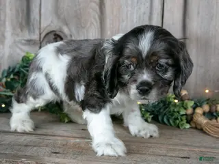 Cocker Spaniel dogs for sale: Monty - Ad 4
