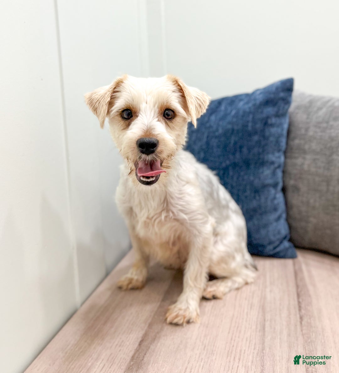 Yorkiepoo dogs for sale: Champ - Ad 6