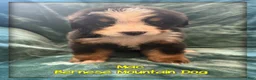 Bernese Mountain Dog dogs for sale: Mac - Ad 1
