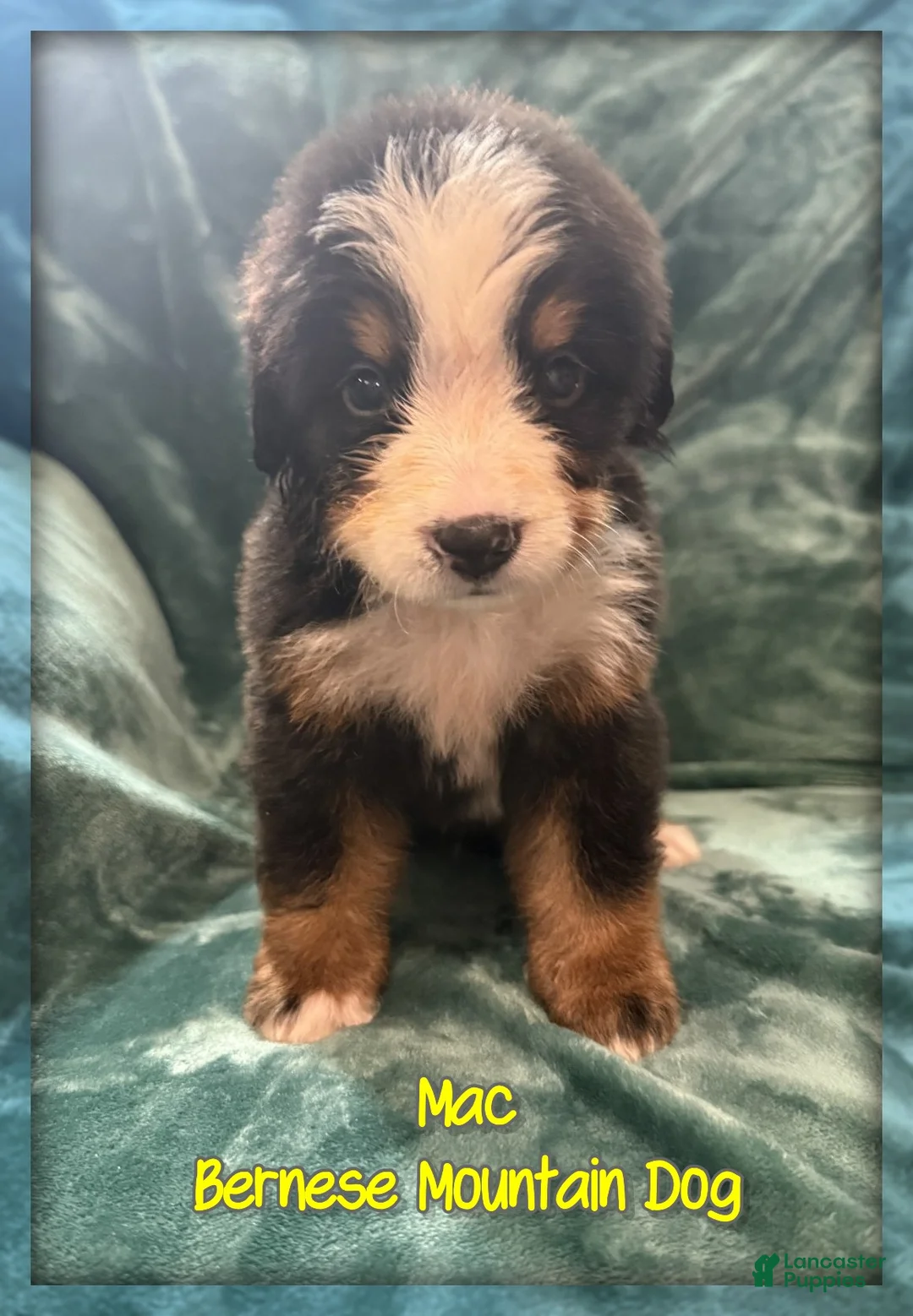 Bernese Mountain Dog dogs for sale: Mac - Ad 1