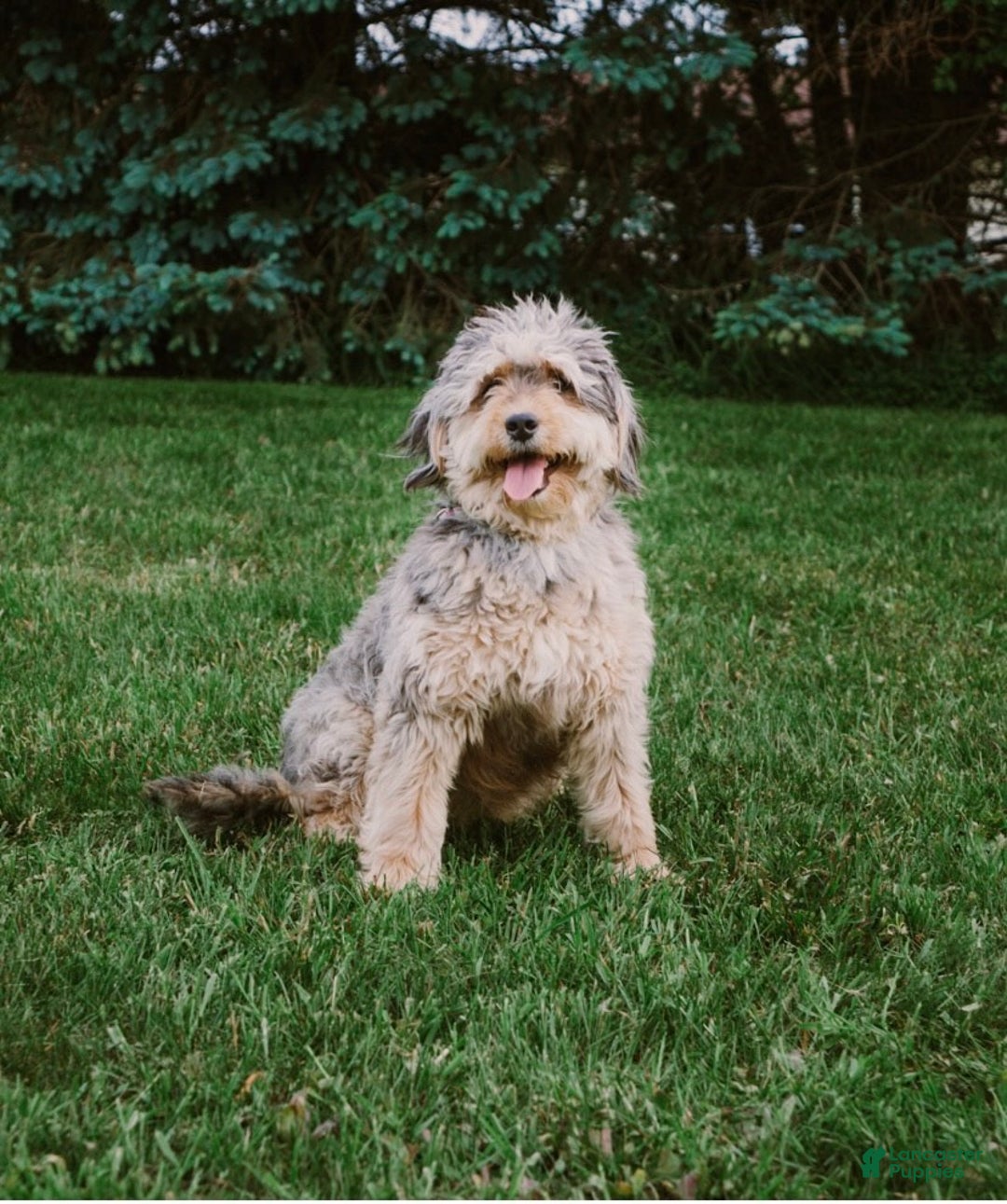 Mini Bernedoodle dogs for sale: Penny - Ad 10