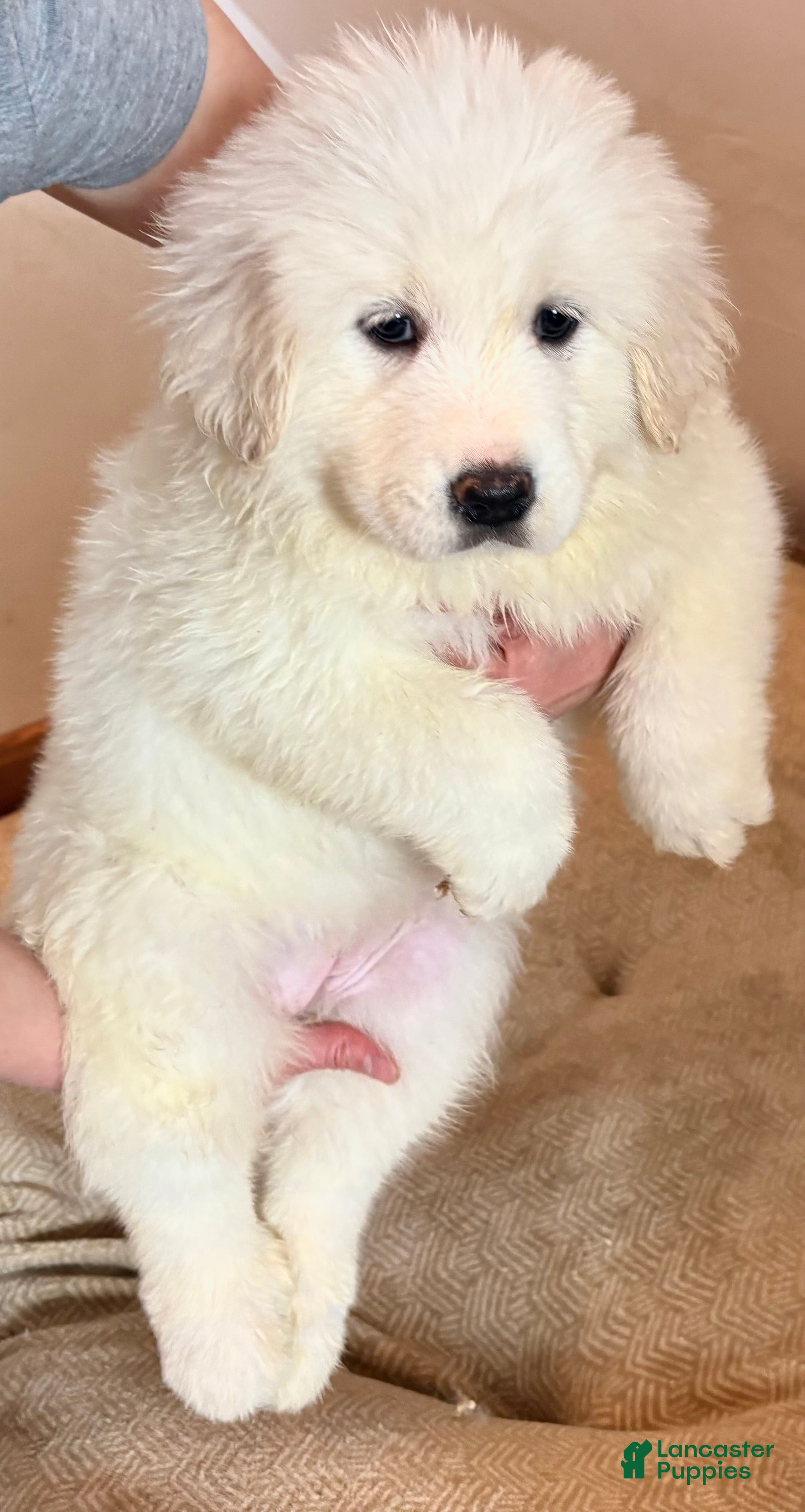 Great Pyrenees dogs  Puppy 5 (Green Collar)  - Ad 7