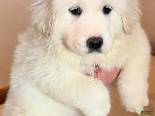 Great Pyrenees dogs Puppy 5 (Green Collar) - Ad 7