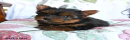 Yorkshire Terrier dogs for sale: Lady - Ad 4