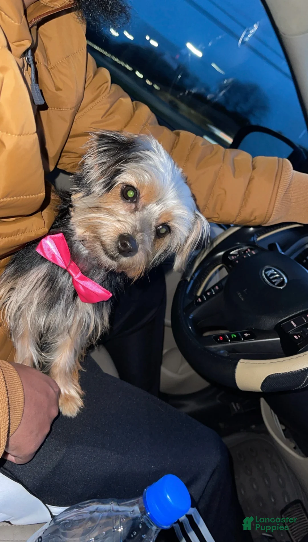 Yorkshire Terrier dogs for sale: Yorkshire Terrier Puppy 1 - Ad 4