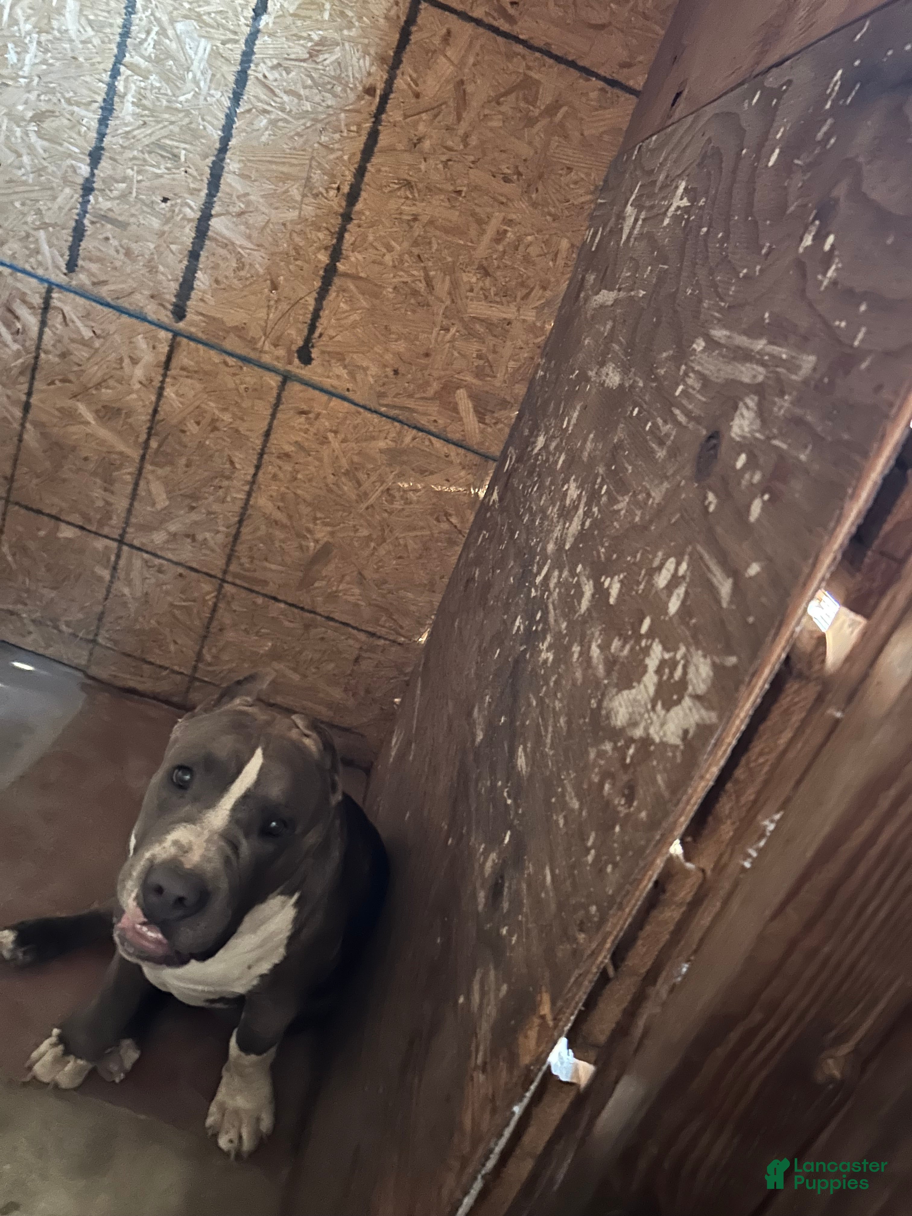 American Bully dogs American Bully(Male) - Ad 11