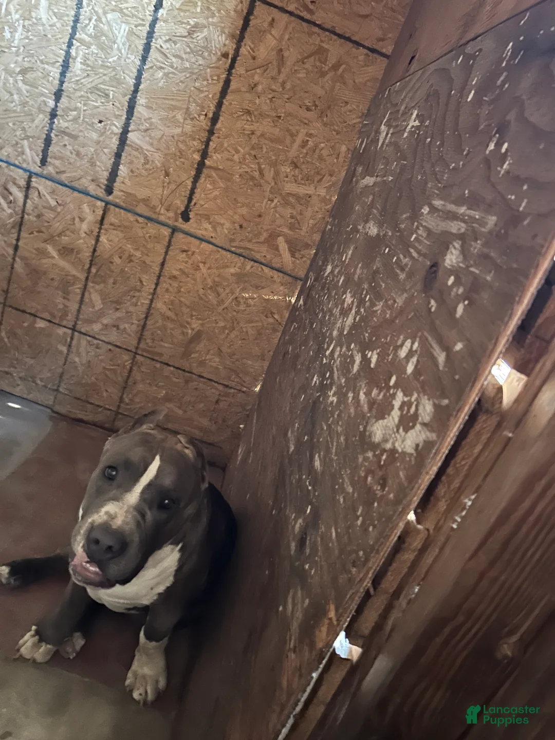 American Bully dogs for sale: American Bully(Male) - Ad 1