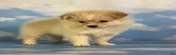 Pomeranian dogs for sale: Tipton - Ad 18